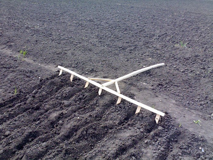 Особенности выращивания лукочеснока Рокамболь