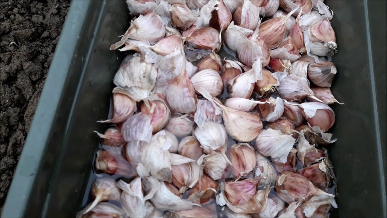 Как подготовить чеснок перед осенней посадкой