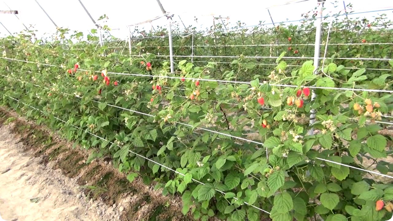 Как правильно посадить саженцы малины осенью