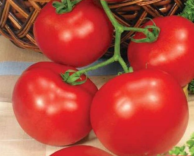 Как удачно посадить помидоры под зиму в теплице или открытом грунте