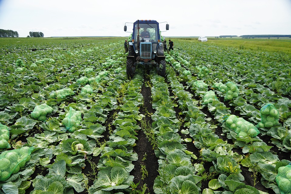 Высокоурожайный и неприхотливый сорт капусты Надежда