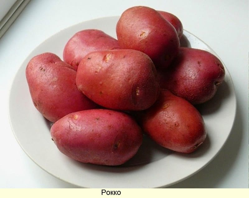 Названия лучших сортов белого картофеля