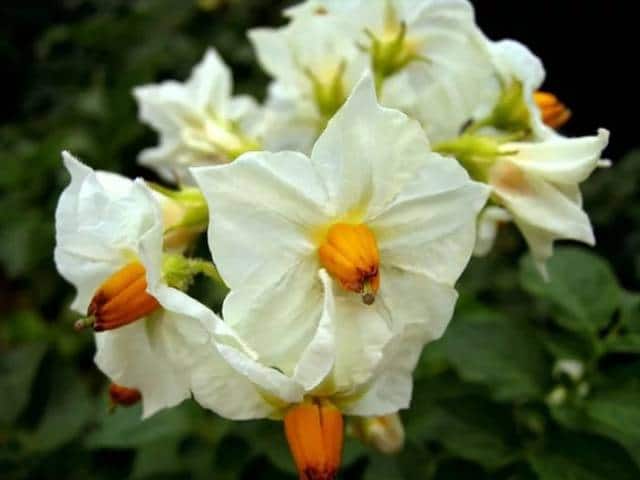 Описание сортов картофеля немецкой селекции Гранола и Витара