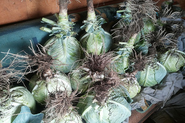 Выращивание маточных растений капусты для получения своих семян