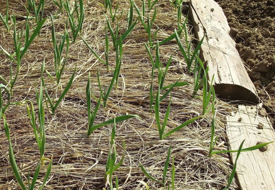 Особенности выращивания лукочеснока Рокамболь
