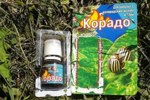 Описание картошки Краса — что это за сорт?