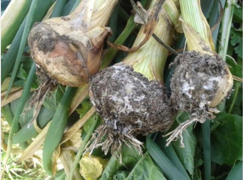 Почему болеет чеснок — что делать, способы лечения