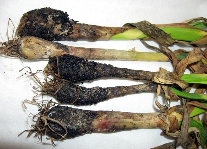 Почему болеет чеснок — что делать, способы лечения