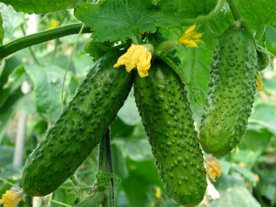 Какой сорт огурцов лучше для засолки по вкусовым качествам