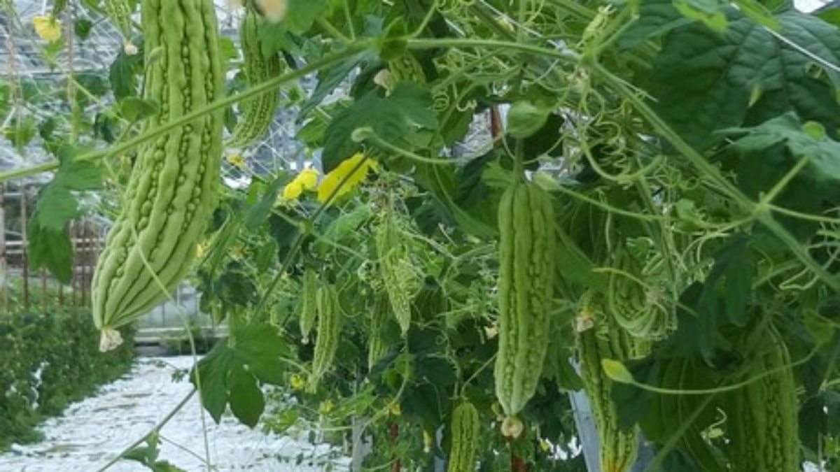 Классификация сортов огурца и их правильный выбор