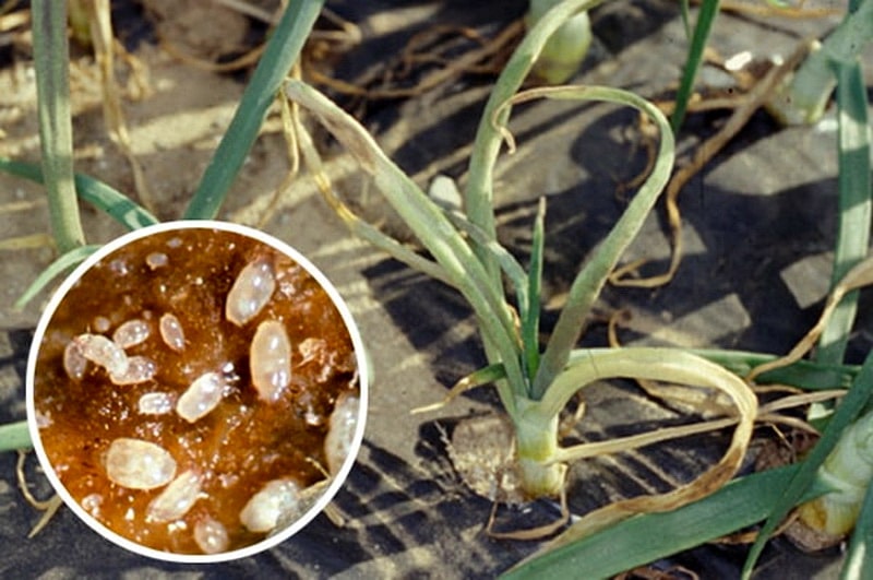 Почему болеет чеснок — что делать, способы лечения