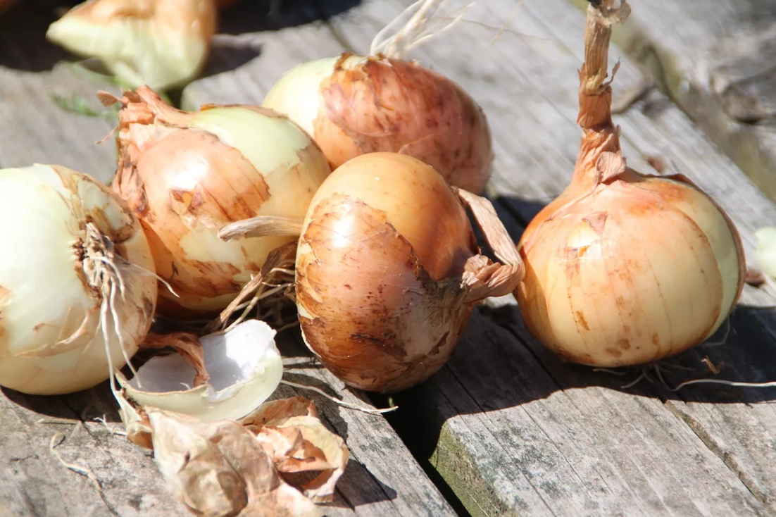 Лучшие способы зимнего хранения репчатого лука в квартире, частном доме