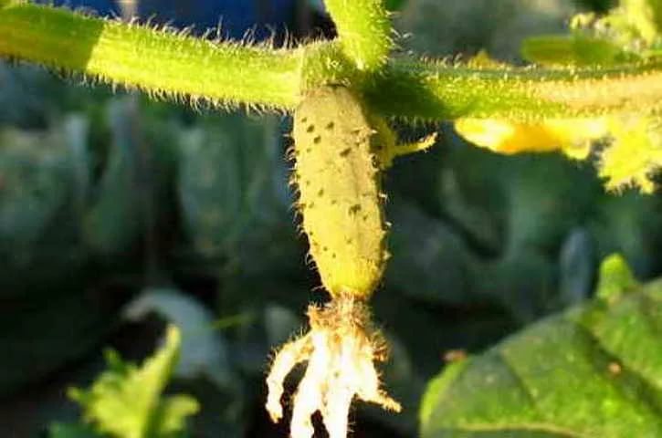 Основные причины и методы борьбы с пожелтением огурцов