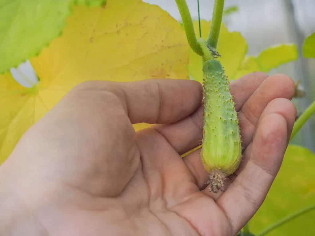 Основные причины и методы борьбы с пожелтением огурцов