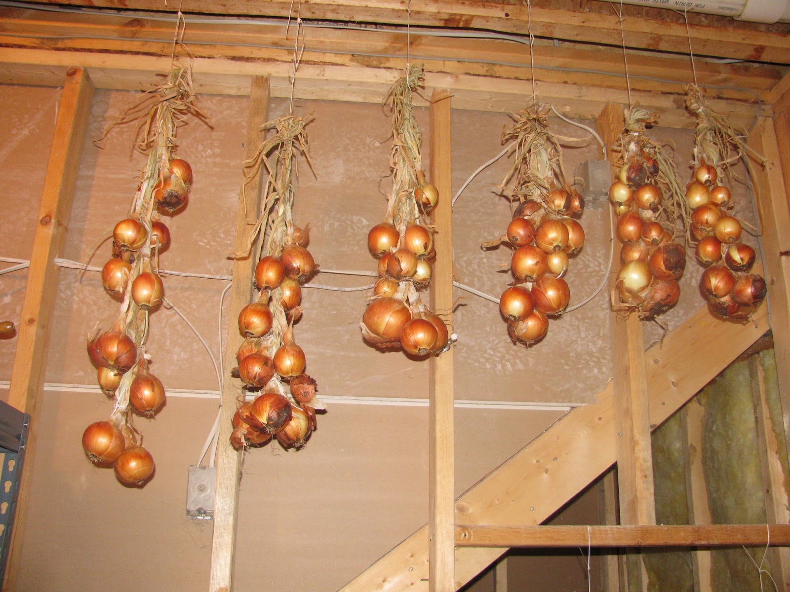 Лучшие способы зимнего хранения репчатого лука в квартире, частном доме