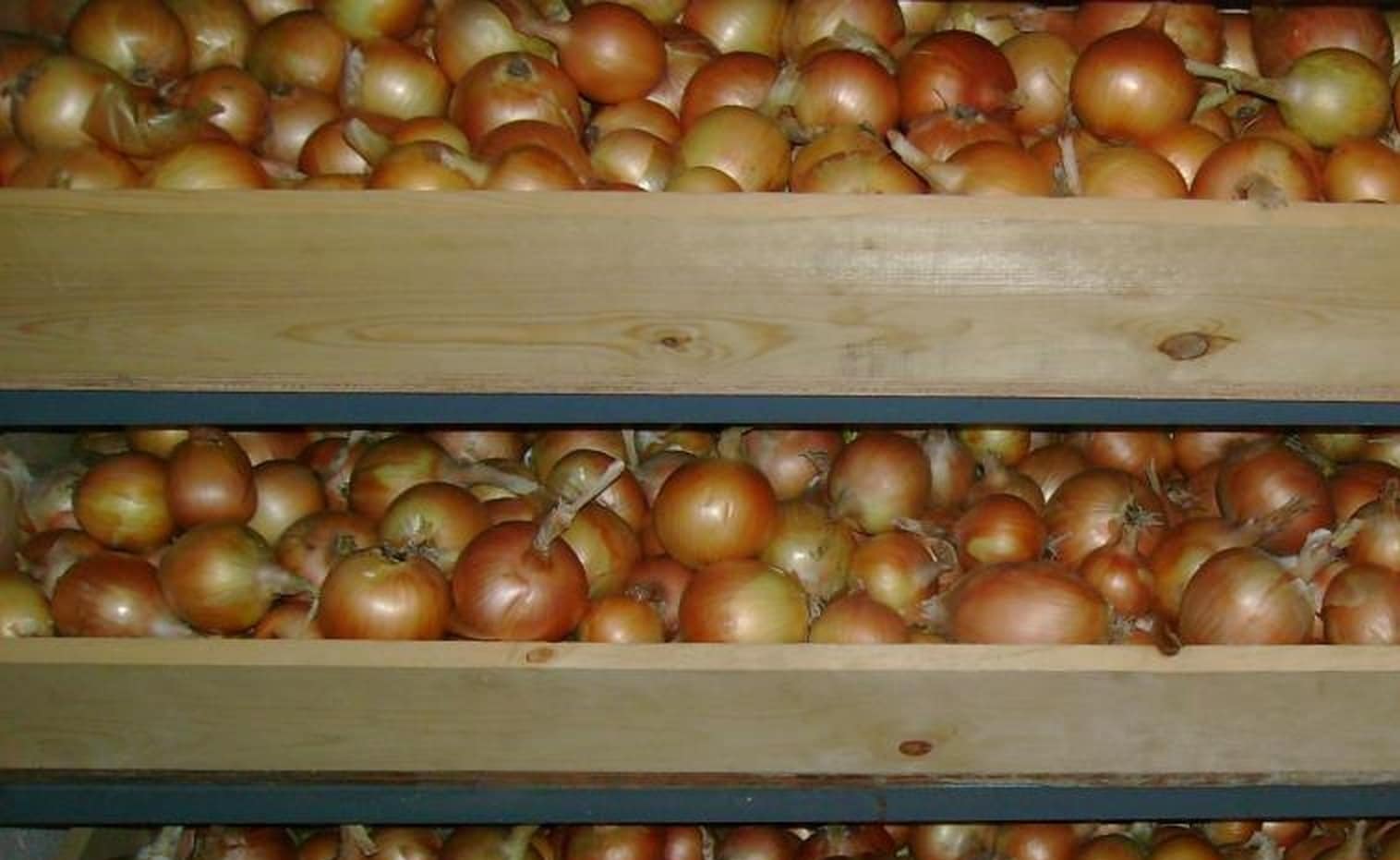 Лучшие способы зимнего хранения репчатого лука в квартире, частном доме