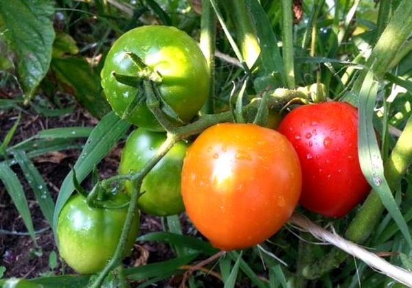 Лучшие сорта помидоров для открытого грунта