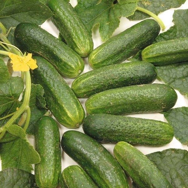 Можно ли консервировать горький огурец на зиму