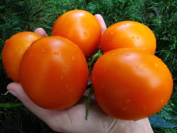 Лучшие сорта помидоров для открытого грунта