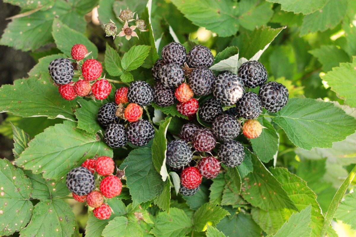 Особенности посадки и нюансы ухода малины Кумберленд