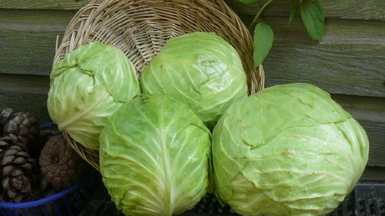 Описание сорта белокочанного гибрида Краутман