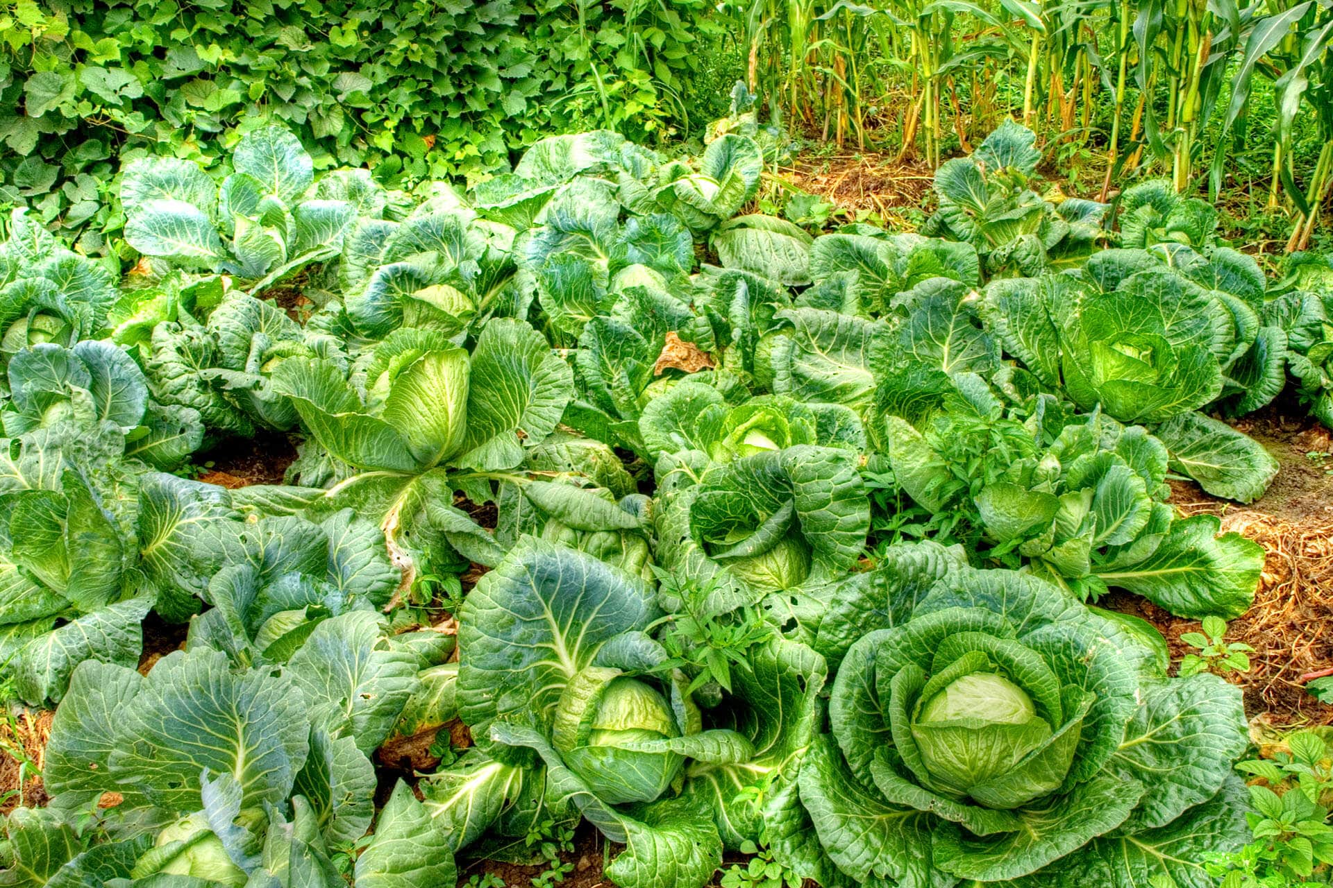 Описание сорта белокочанного гибрида Краутман