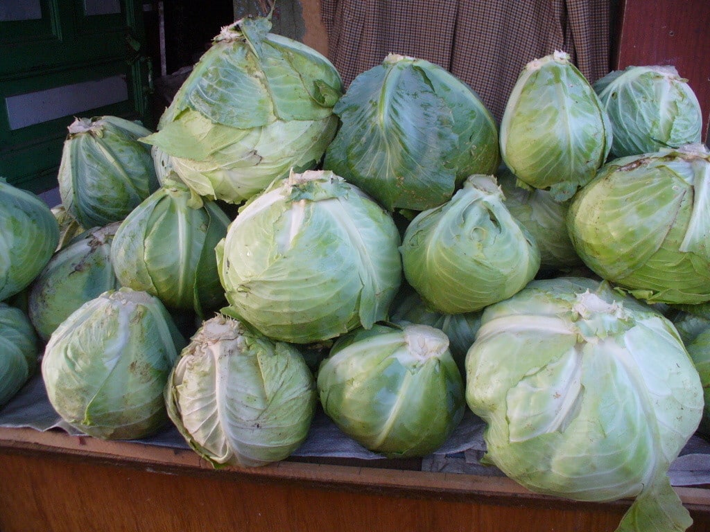 Описание сорта белокочанного гибрида Краутман