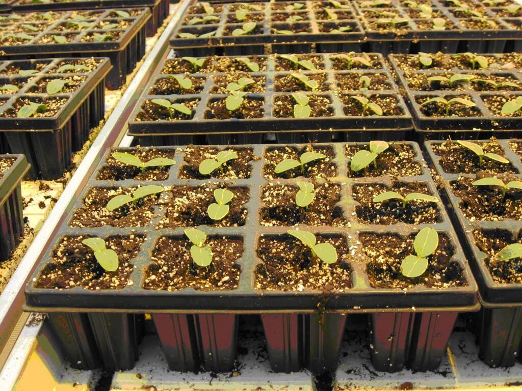 Какие сорта желтой малины посадить у себя в огороде