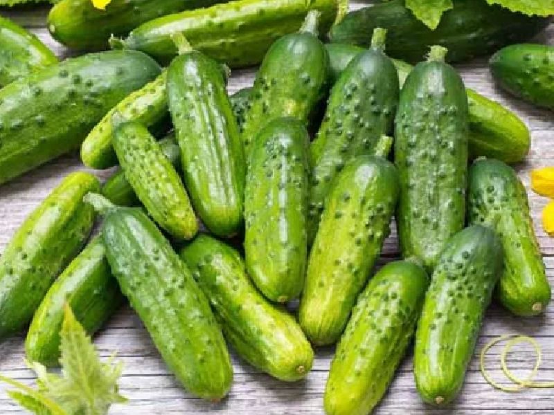 алтайский корнишон