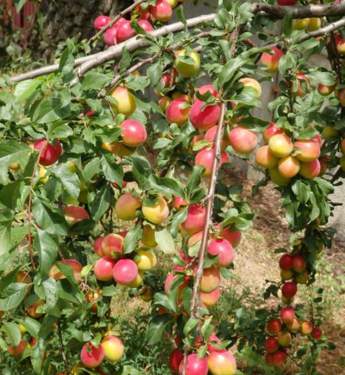 Ананасный цюрупинский абрикос