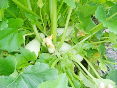 Агротехника выращивания кабачков в открытом грунте