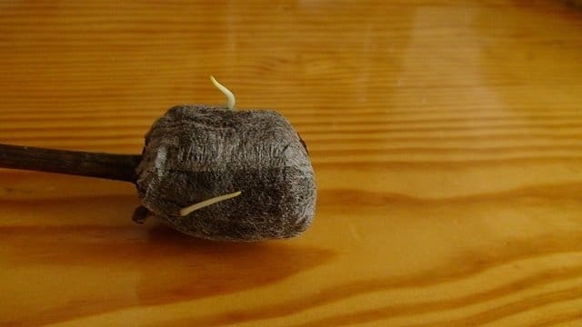 черенкование в таблетке