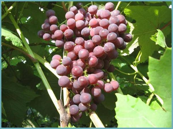 Выращивание винограда в Ленинградской области в грунте
