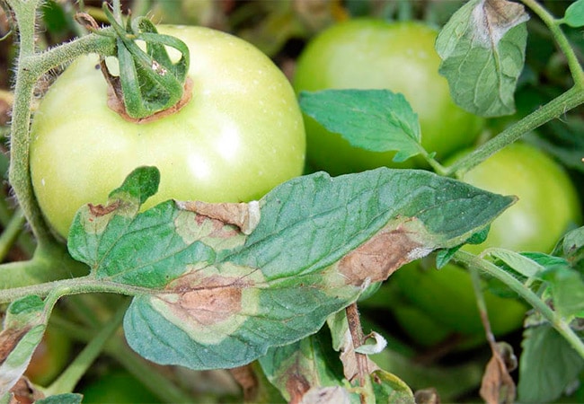 Особенности и урожайность крупноплодных сладких томатов