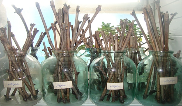 Выращивание винограда в Ленинградской области в грунте