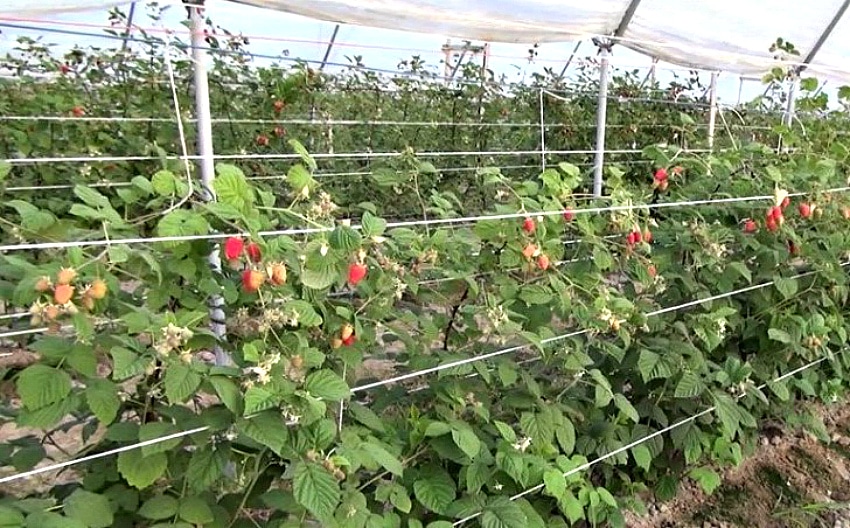 Инструкция как сделать шпалеру для малины своими руками