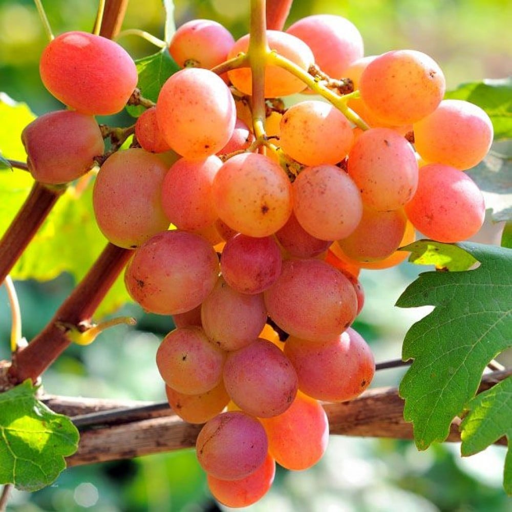 Описание винограда сорта Гурман — технология выращивания