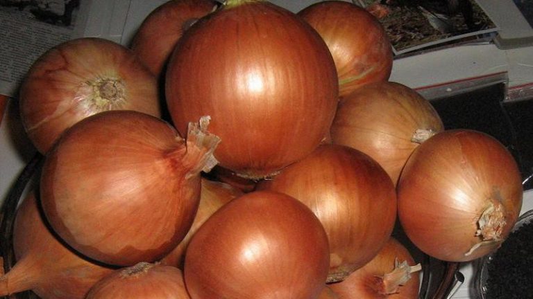 Отличная всхожесть семян, прочие достоинства лука репки Халцедон