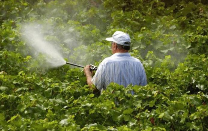 Осенняя обработка винограда против болезней и вредителей