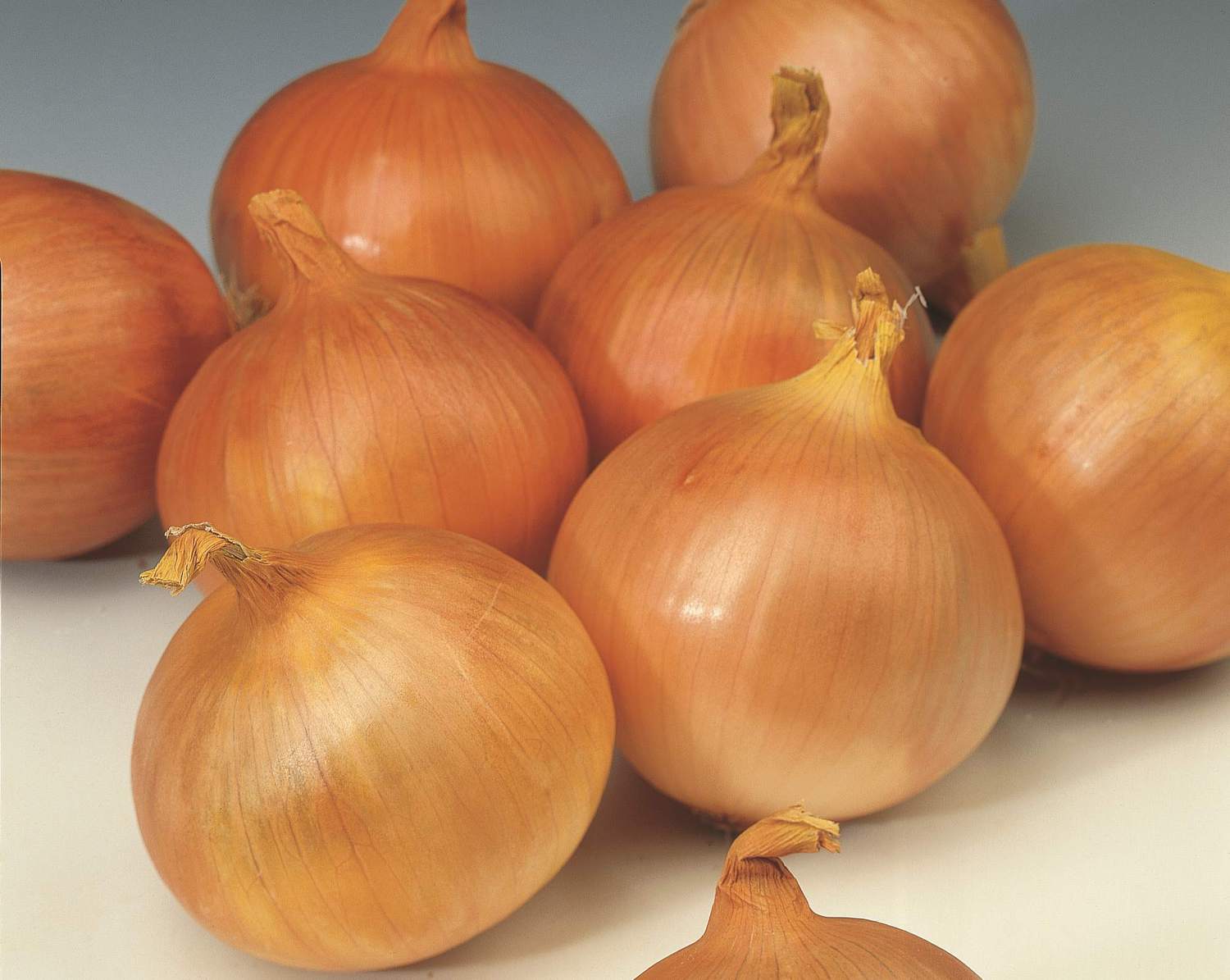 Основные преимущества лука севка Центурион, можно ли сажать под зиму