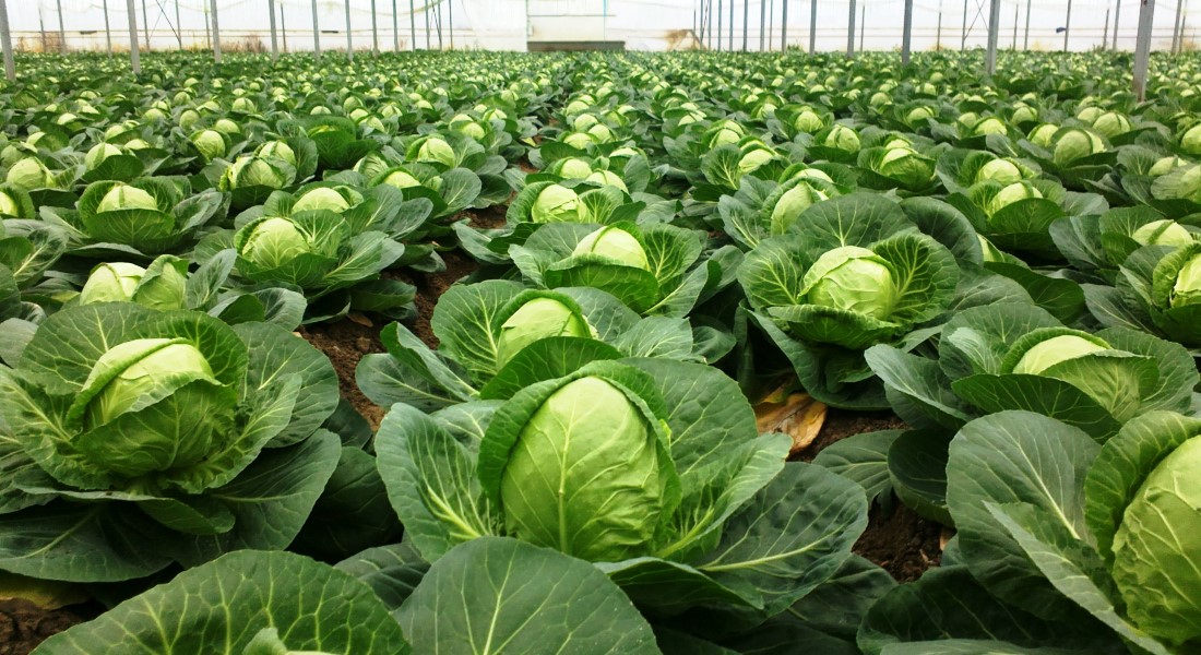 Уборка урожая капусты и хранение на зиму