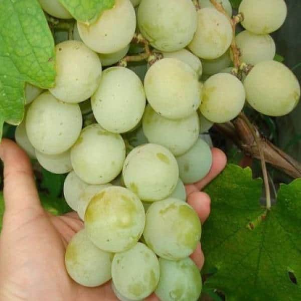 Выращивание столового крупноплодного винограда Кеша