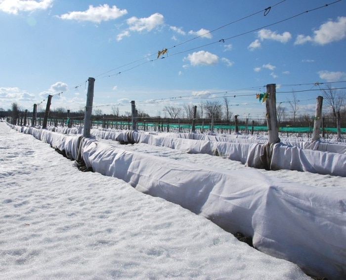 Описание винограда сорта Пино Нуар (Pinot Noir)