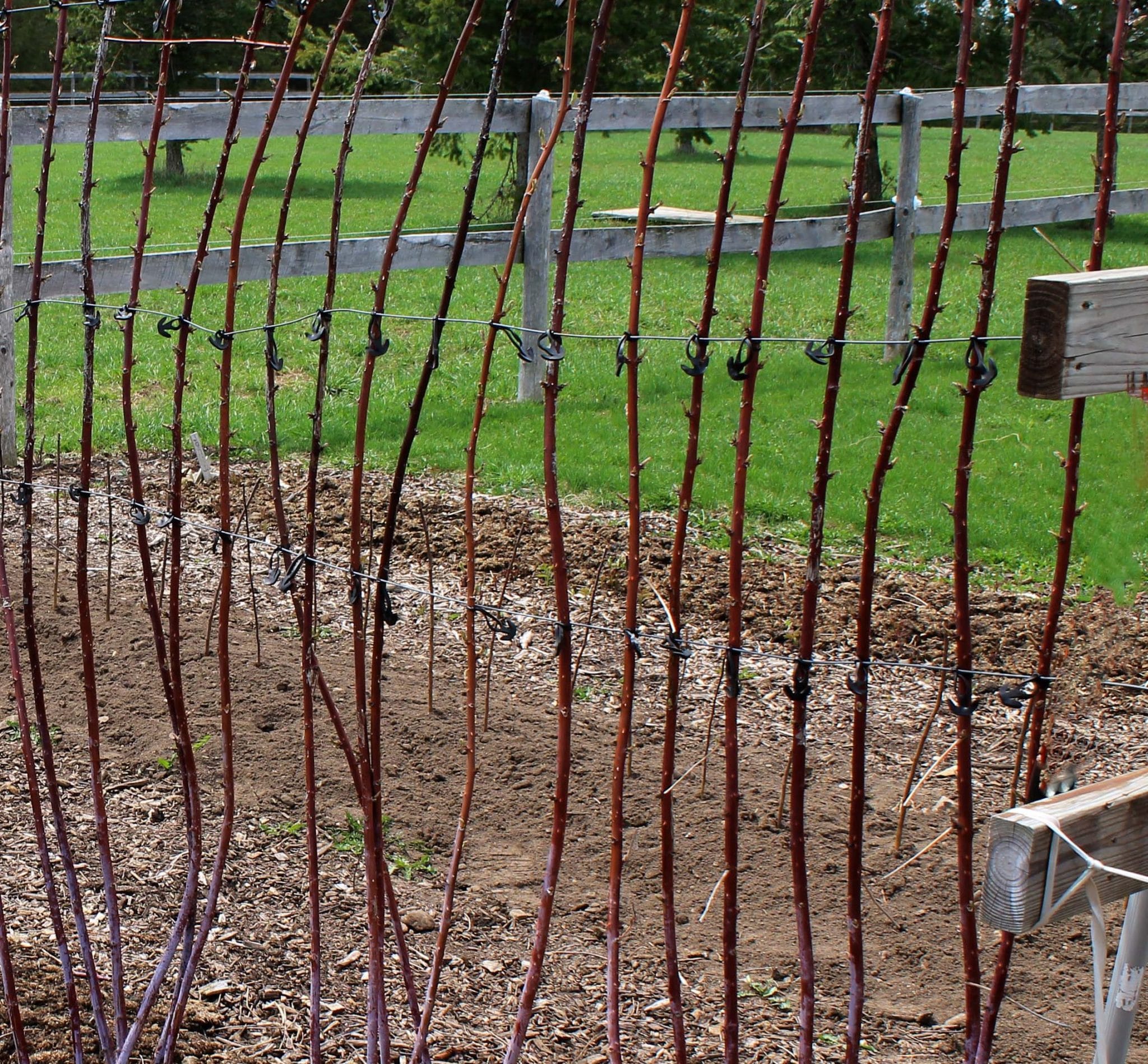 Необходимость и способы подвязывания малины