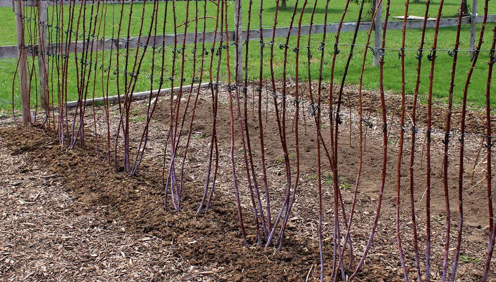 Инструкция как сделать шпалеру для малины своими руками