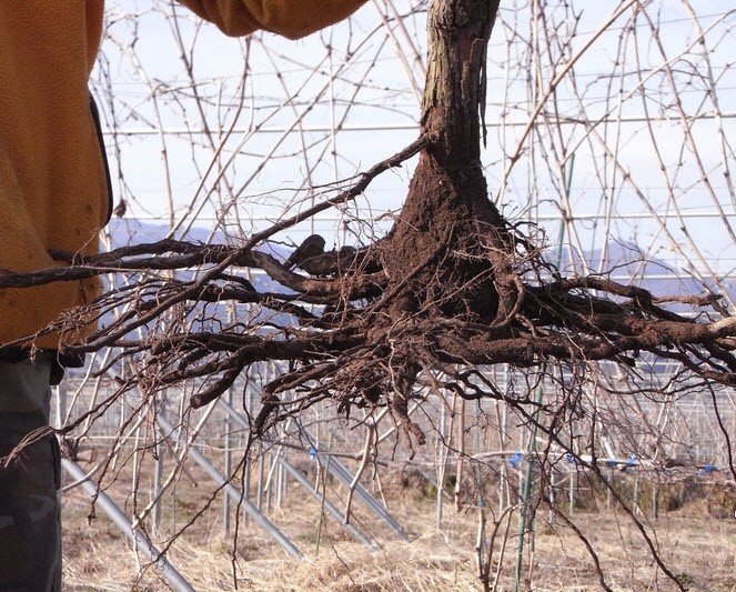 Выращивание виноградной лозы — основные правила и условия