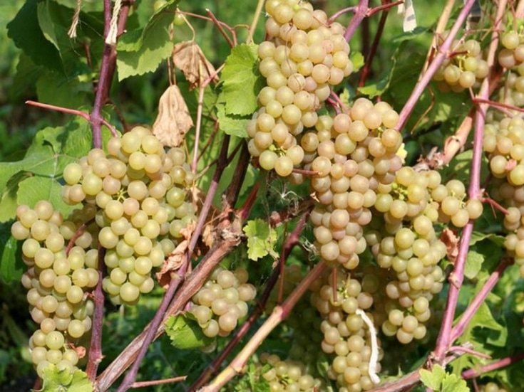 Особенности выращивания виноградной лозы сорта Платовский