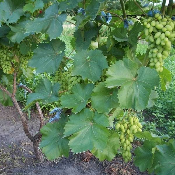 Выращивание столового крупноплодного винограда Кеша