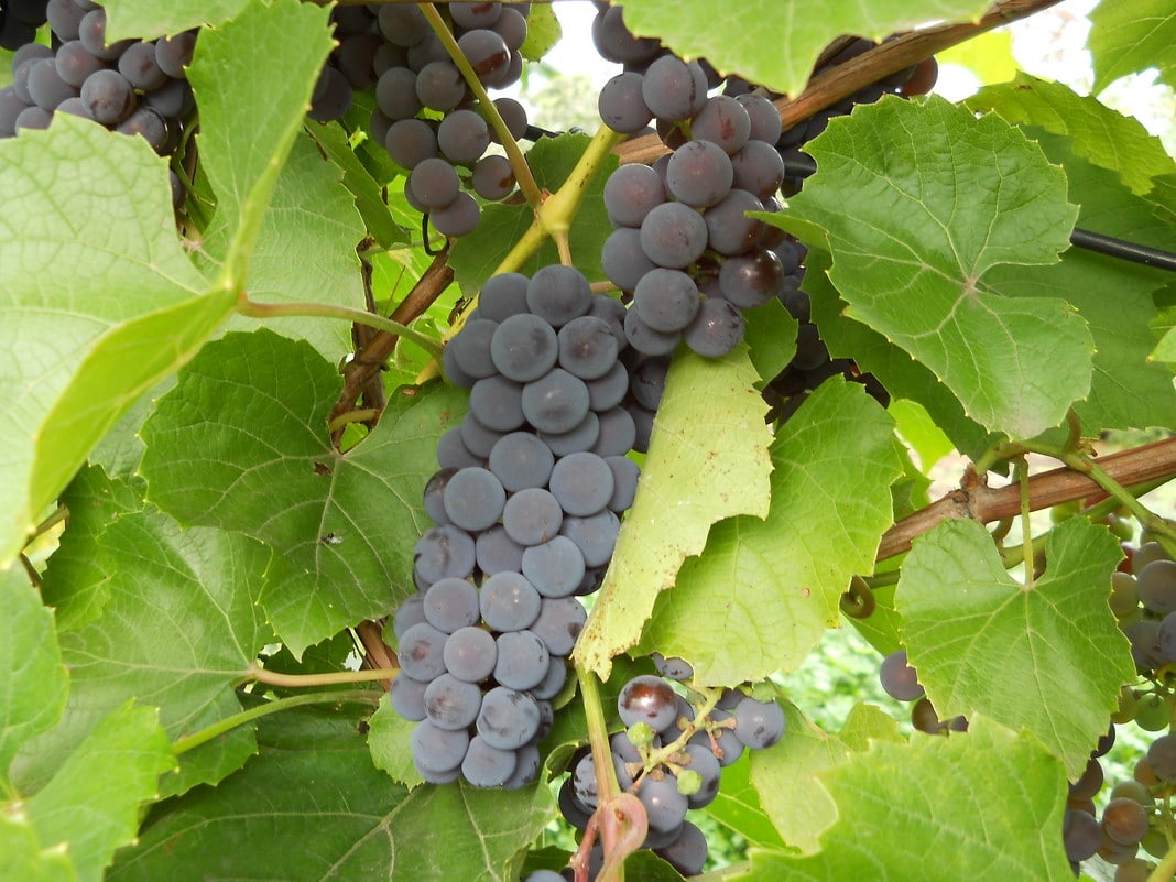 Обработка винограда осенью от болезней железным купоросом