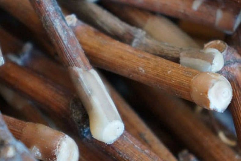 Описание винограда сорта Гурман — технология выращивания